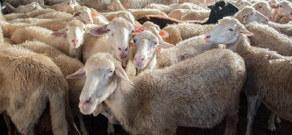 Sheep Farm Feasibility Study